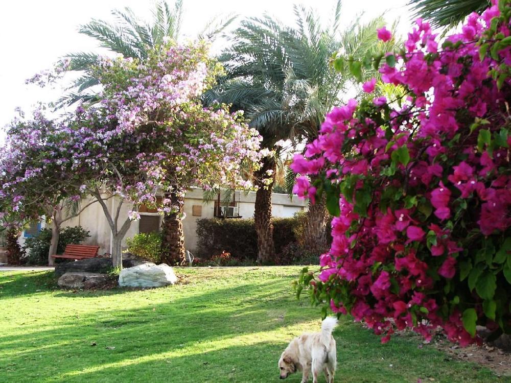 Eilot Kibbutz Country Lodging Ελάτ Εξωτερικό φωτογραφία